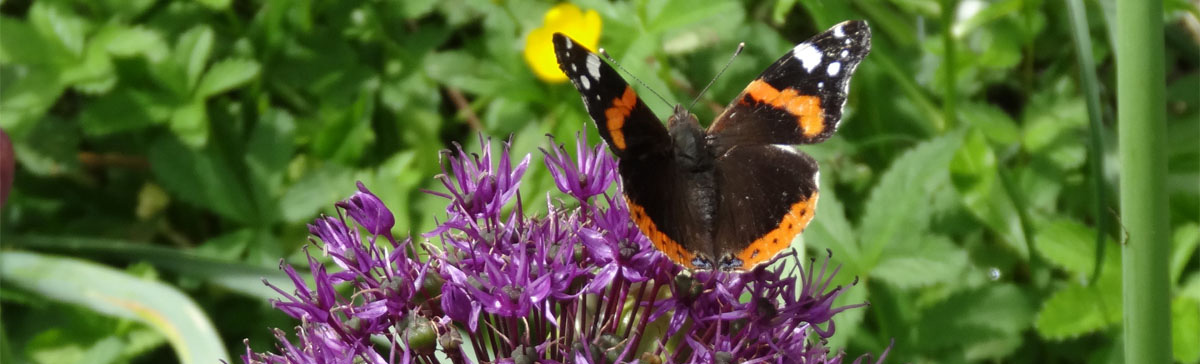 jardin gite de sejour haute garonnes