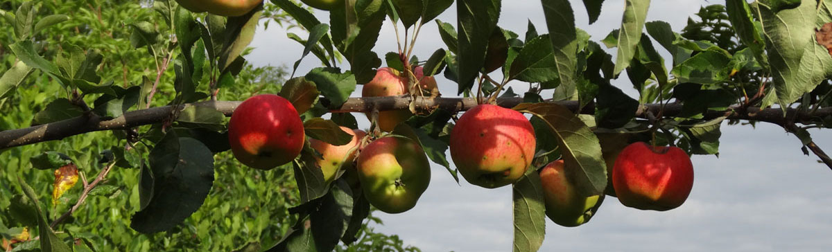 arbre fruitier gite Haute Garonne